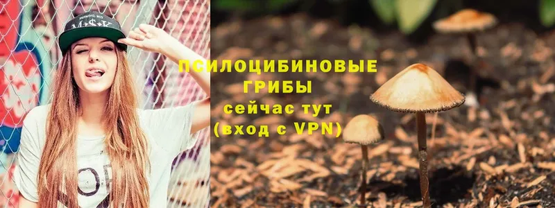 Галлюциногенные грибы Psilocybine cubensis Вольск